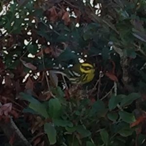 Meet your Posher, Fermin